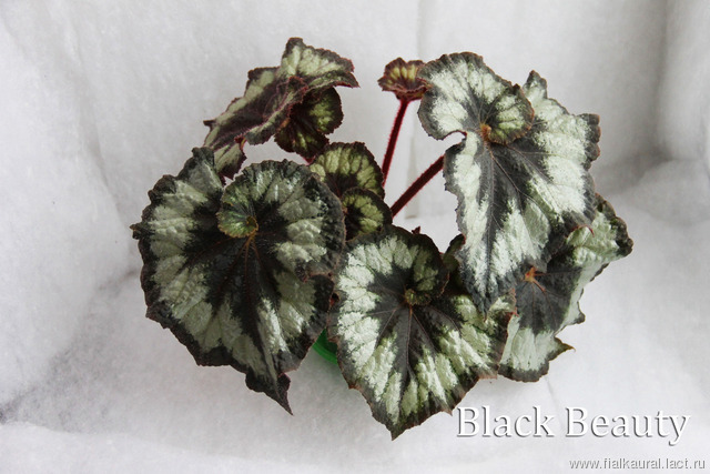 B. ‘Black Beauty’